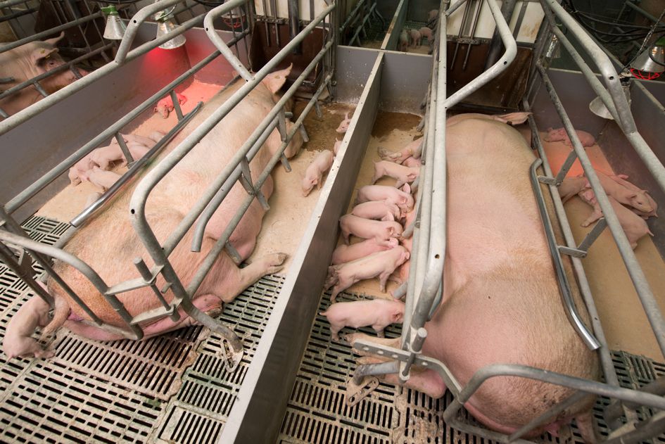 In Helvesiek soll eine neue Schweinemastanlage entstehen