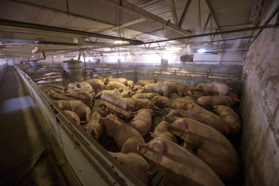 Schweinemastanlage Helvesiek – Antrag der GRÜNEN eine “Unbedenklichkeitsprüfung” durchzuführen, wurde von Wählergemeinschaft abgelehnt!
