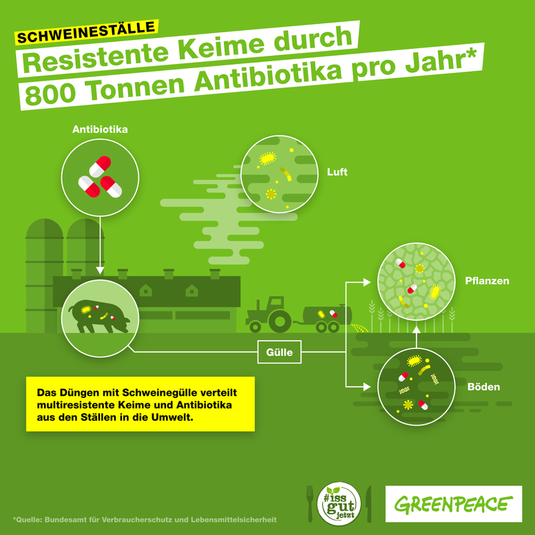 Schweinegülle verteilt multiresistente Keime und Antibiotika in der Umwelt