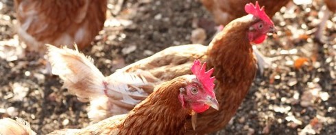BI Fintel gegen Massentierhaltung nimmt ihre Arbeit wieder auf